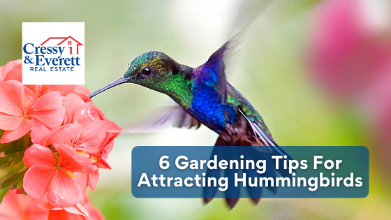 Love the sight of hummingbirds in your garden? Here's how you can attract them more often.